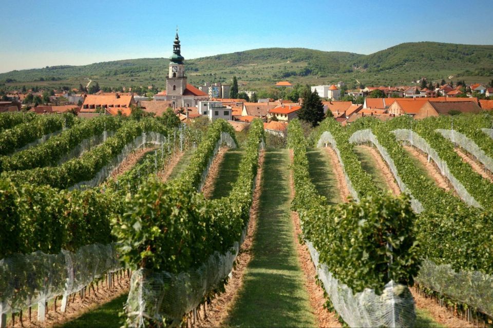 Vinícola na Eslováquia, excursão e degustação de vinhos dos Cárpatos. 